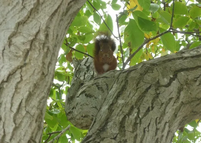 Virevent Καρκασόν